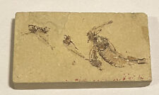 Dinosaur Fish Fossil picture