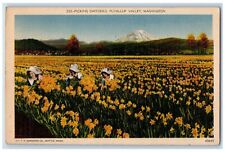 1948 Scenic View Picking Daffodils Puyallup Valley Washington Vintage Postcard picture