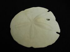 Large Dried Sand Dollar White GC picture