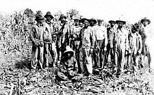 Postcard Black Americana Men Working Sugar Cane Real Photo Reprint #77522 picture