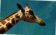 Vintage Postcard- The Nubian Giraffe 1960s picture