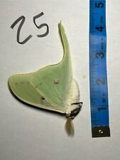 Actias Luna saturniidae moth Unmounted, Closed Wings picture
