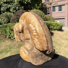 9.37LB Natural ammonite fossil conch Crystal mineral specimen healing decor picture