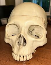 VTG Life Size Hard Plastic Realistic Human Skull Replica Display Prop picture