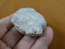 R805-35) genuine fossil Petrified Wood slice specimen Madagascar organic rock picture