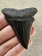 Killer Large Hastalis (Mako) Fossil Shark Tooth River Gem  picture