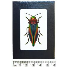Cyphogastra javanica blue red rainbow buprestid beetle Java Indonesia framed picture