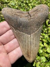 Natural Beautiful 4.54” Megalodon Tooth Fossil Shark Teeth picture