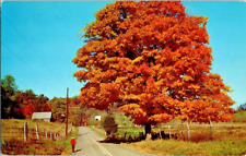 Typical New Jersey Pennsylvania autumn postcard a65 picture