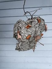 PAPER Wasp Hornet NEST, (see inside) On a Branch W/Fall Leaves Natural picture
