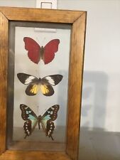3 REAL BUTTERFLIES FRAMED picture