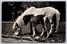 Postcard Shetland Pony Horse Basel Switzerland Zoo Posted 1957 picture
