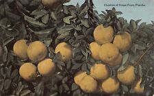 Vintage FL Florida Postcard 1910s Palatka Cochrane Citrus Advertising Grapefruit picture