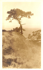 Postcard RPPC c1900s Crooked Tree Growing On Rocky Cliff By Ocean Location Unk. picture