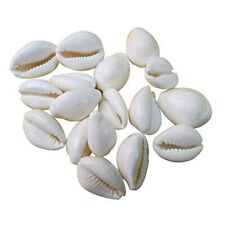 Indian traditional Natural White Color Cowrie (Kaudi) Shell pack of 12 pcs picture