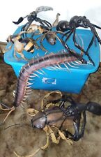 7 Vintage rubber huge cockroach Bee ant Centipede + HALLOWEEN prop insect bug picture