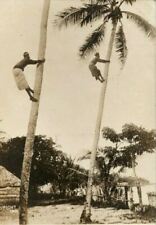 Torres Straight Natives Climbing for Coconuts 1901 RPPC Vintage Antique Postcard picture