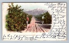 CA-California, Orange Groves And Snowfields, Scenic View, Vintage Postcard picture