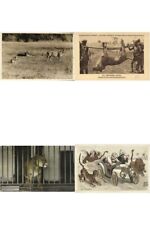 LIONS 56 Vintage Animal Postcards Mostly pre-1940 (L5919) picture