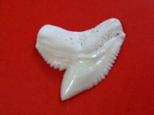 TIGER SHARK  teeth 33 mm...or  1.29 inches  'GEM QUALITY BIGGEST on EBAY picture
