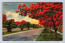 Miami FL-Florida, Royal Poinciana And Date Palm Trees, Antique Vintage Postcard picture