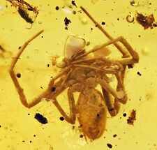 Detailed Araneae: Araneida (Spider), Fossil Inclusion in Burmese Amber picture