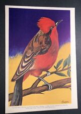 ORIGINAL Print Red breasted bird signed Art J . Boettger c 1920's picture