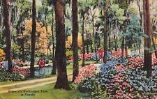 Jacksonville FL, Oriental Gardens, Hydrangea Time in Florida, Vintage Postcard picture