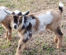 Nigerian Dwarf Goats For Sale picture