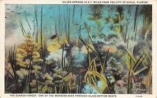 The Sunken Forest Silver Springs Ocala FL Florida Glass-Bottom Boat Vtg Postcard picture