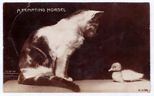 1906 RPPC A Tempting Morsel Postcard Cat Duckling Rotograph Bromide Real Photo picture