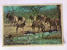 South Africa Zebras Postcard picture