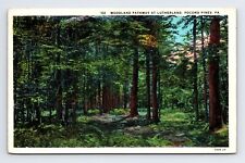 c1936 WB Postcard Pocono Pines PA Pennsylvania Woodland Pathway Lutherland Trail picture