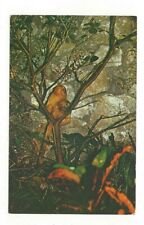 Vintage Postcard - Golden Marmosets at Monkey Jungle - Miami Florida - FL picture