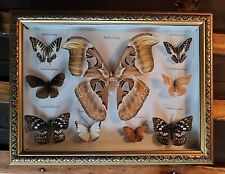 Mounted & Labeled Real Butterfly collection Taxidermy 16”x12” Framed Handcrafted picture