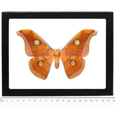 Antheraea mylitta RED FORM saturn moth Indonesia FRAMED picture
