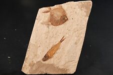2 Fossil Fish Pharmacichthys & Hemisaurida of Cretaceous Lebanon Fish picture