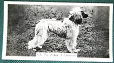 AFGHAN HOUND   Show Champion   Vintage 1939 Photo Card  BD24 picture
