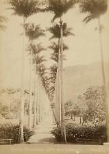 c. 1880's Jardin Botanique Allee des Palmiers Photo by Marc Ferrez picture