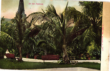 In the Tropics Undivided Unposted Postcard c1905 picture