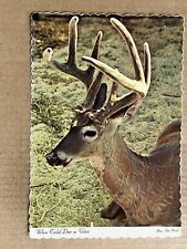 Postcard Deer Velvet Antlers Whitetail Buck Vintage PC picture