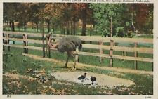 Postcard VINTAGE AWESOME Animals OSTRICH and BABIES POSTED WITH NOTE picture
