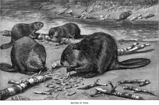 A B Frost Illustrations Beaver Dam Trapping H P Wells Original 1889 Article picture