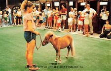 Postcard Land of Little Horses Pixie Miniature Gettysburg PA picture