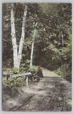 Lake Sunapee New Hampshire, A Shady Birch Road, Vintage Postcard picture