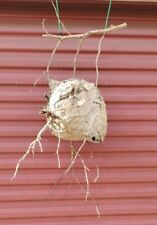 Huge Bald Face Hornets Paper Wasp Bee Hive Nest On Branch picture