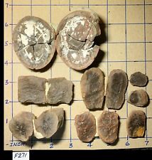 ☆ 5 Pair + 3 Pcs - (13) MAZON CREEK Fern Fossil VARIETY PACK☆ Great Samples ☆271 picture