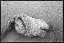 Skeleton of horse, William Butler's farm near Anthon,Iowa,IA,FSA,1936,4 picture