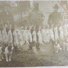VINTAGE PHOTO Hunting Dogs With Rabbits, Dead Hunters Hounds Very Old Original picture