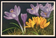 Vintage Alfred Mainzer Crocus 1451 Floral Flowers Postcards Unused Divided Back picture